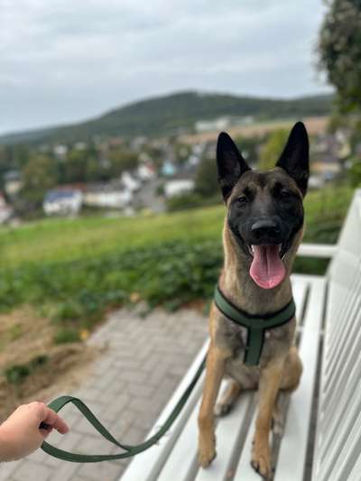 Mischlinge raten - Rätselspaß-Beitrag-Bild