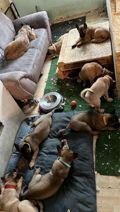 Welpe schläft nur im Bett, nicht auf seinem Schlafplatz-Beitrag-Bild