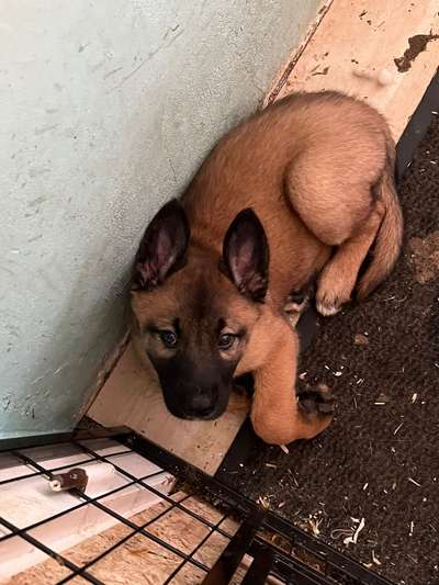 Welpen Bilder !-Beitrag-Bild