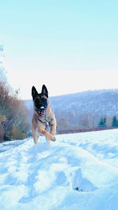 Deutsche Schäferhunde, Belgische Schäferhunde.-Beitrag-Bild