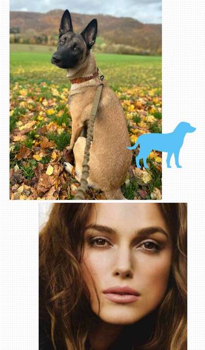 Wie heißt dein Hund?-Beitrag-Bild