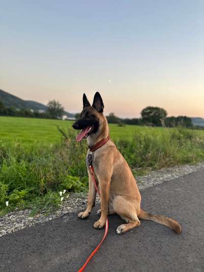 Schäferhund-Beitrag-Bild