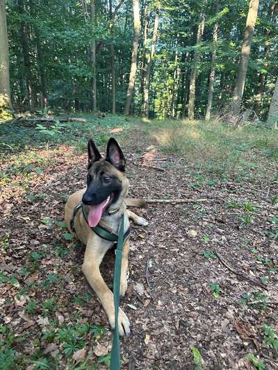 Foto -Challenge  Thema : Dein Hund Im Wald-Beitrag-Bild