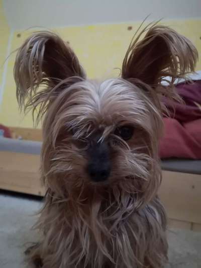 yorkshire Terrier austausch-Beitrag-Bild