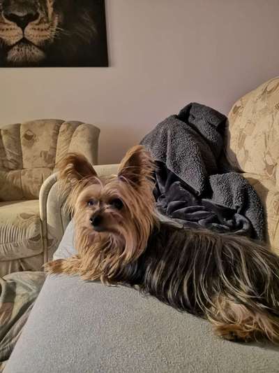 Yorkshire Terrier-Beitrag-Bild