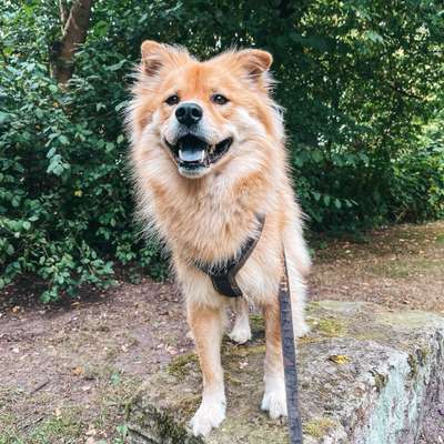 Hundetreffen-Spiel- und Gassifreund-Bild