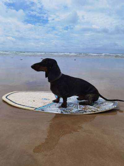 Challenge 41 - Mein Hund im Urlaub-Beitrag-Bild