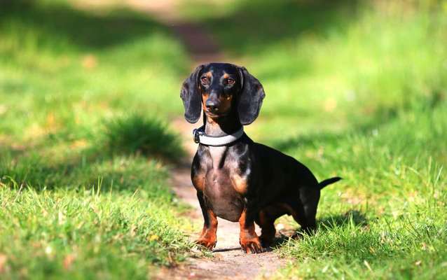 Fotochallenge No. 26                                     Wald und Wiese-Beitrag-Bild