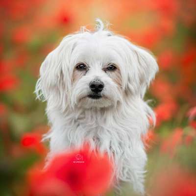Hundetreffen-🐾Tier-Fotoshootings im Raum Berlin auf Spendenbasis🐾-Bild