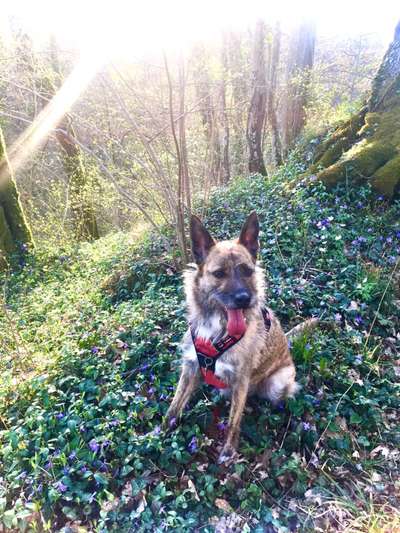 Mischlingshunde Foto Aufruf-Beitrag-Bild