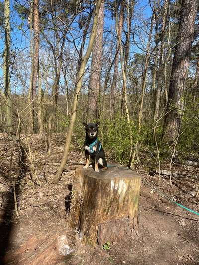 Hundetreffen-Gassi, Social Walks, etc.-Bild