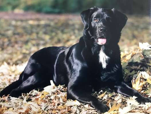 Elmo der flitzebär :)-Beitrag-Bild