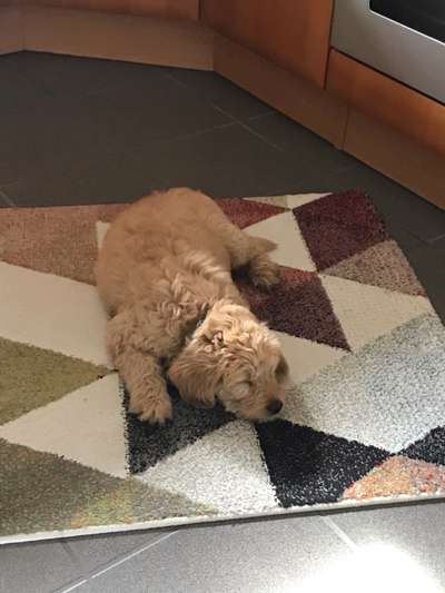 Elmo der flitzebär :)-Beitrag-Bild