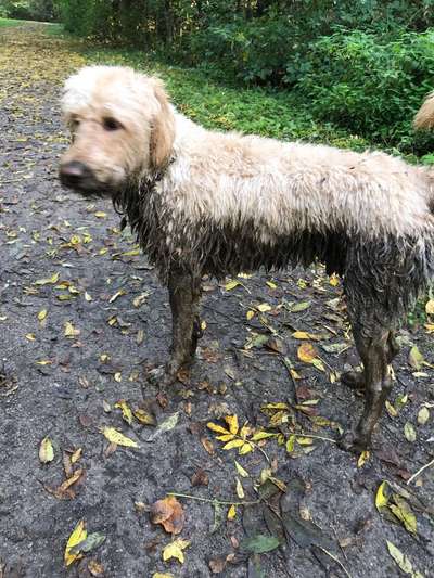 dirty Dog-Beitrag-Bild