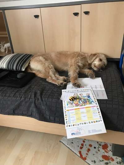 Das Sofa - unser Hund trickst uns aus..-Beitrag-Bild