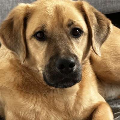 Hundetreffen-Suche/biete Trainings- und Spielpartner 🔎-Bild