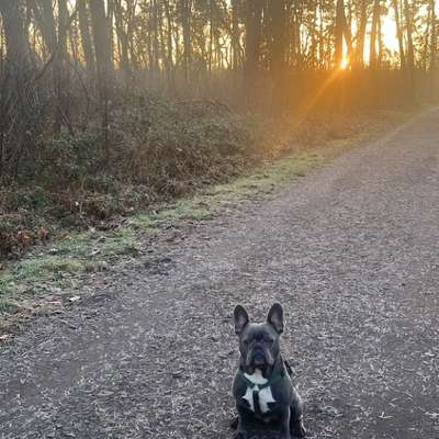Hundetreffen-Spiel treffen / Play Date-Bild