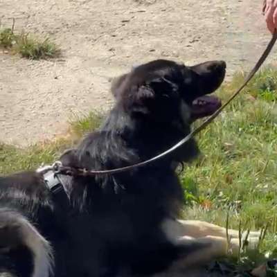 Hundetreffen-Suche jemanden für social Training-Bild