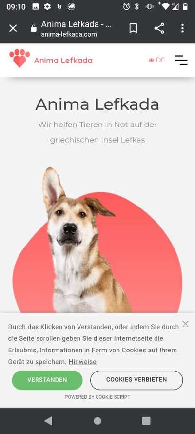 Adoption/Pflege Hund-Beitrag-Bild