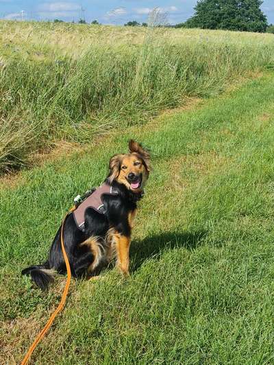 Schäferhund-Beitrag-Bild