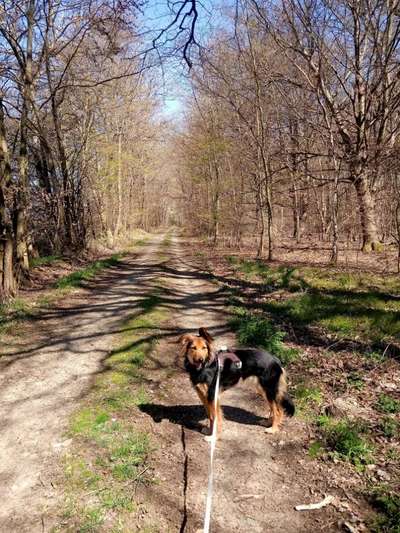 Hunde aus Griechenland-Beitrag-Bild
