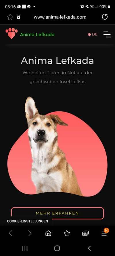 Hunde aus Griechenland-Beitrag-Bild