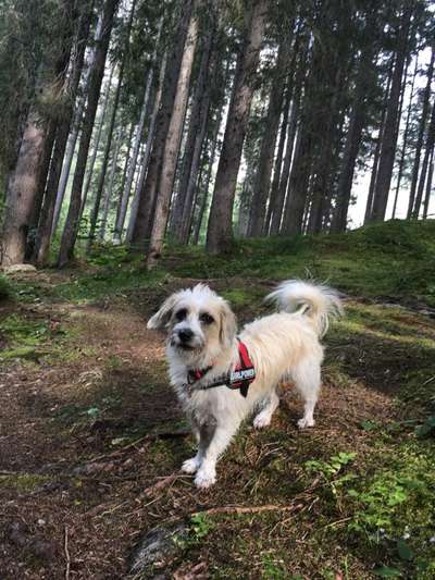 Dogorama Photo Challenge - Märchenwald-Beitrag-Bild