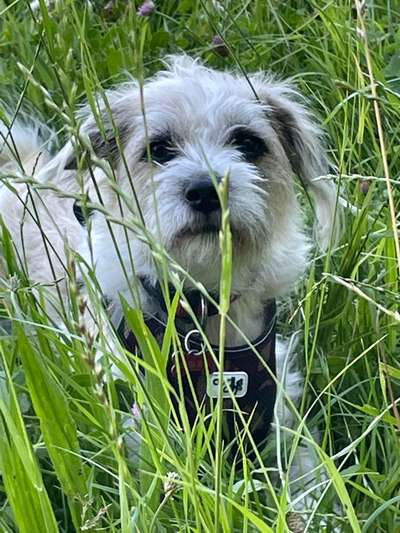 Dogorama Photo Challenge - Portrait-Beitrag-Bild