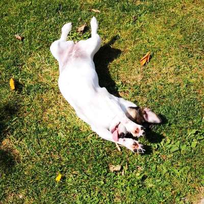 Fotochallenge Nr. 59 - Mein Hund zeigt die Zunge-Beitrag-Bild