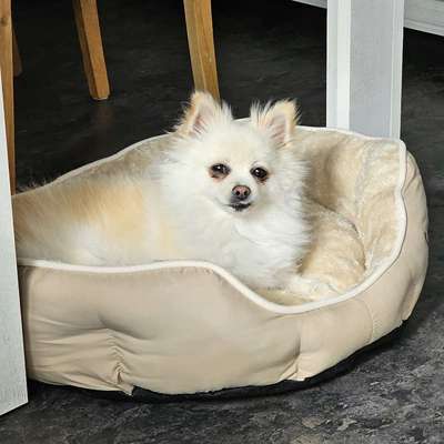 Hundetreffen-Gassirunde-Bild