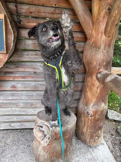 Unsere Fellnasen-Vielfalt im Überblick!-Beitrag-Bild