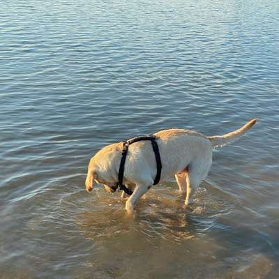 Hundetreffen-Entspanntes Gassi gehen ohne wildes spielen