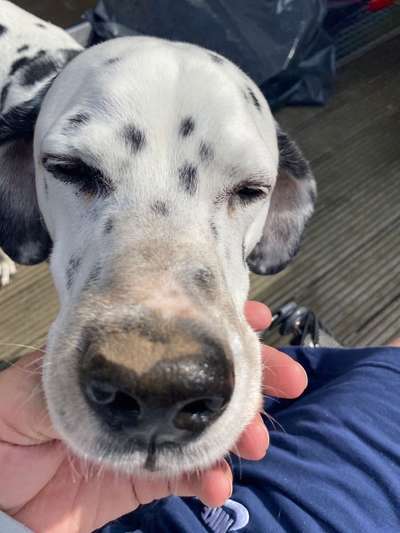 Zeigt mir die tollste Nahaufnahme von eurer Fellnase-Beitrag-Bild