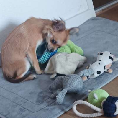 Hundetreffen-Welpen und Junghund spielen-Bild