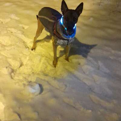 Hundetreffen-Bounty hätte gern spiel Partner-Bild