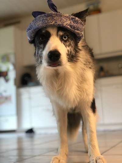 149. Foto Challenge: Wer ist hier der Boss!-Beitrag-Bild