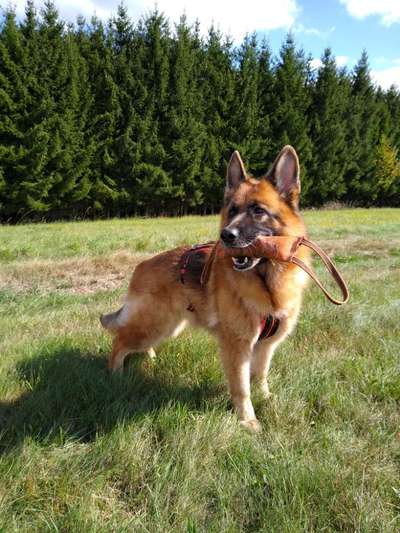 Schäferhund-Beitrag-Bild