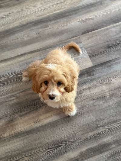 Hundetreffen-Hundebegegnungen üben und regelmäßige Spaziergänge-Bild