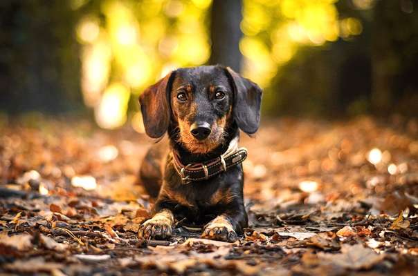 Die Dogorama Kalender Challenge Titelbild-Beitrag-Bild