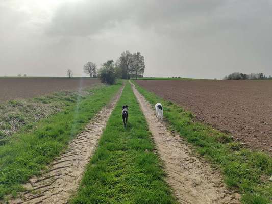 Hundetreffen-Gemeinsame Spaziergänge Raum Mengen-Bild