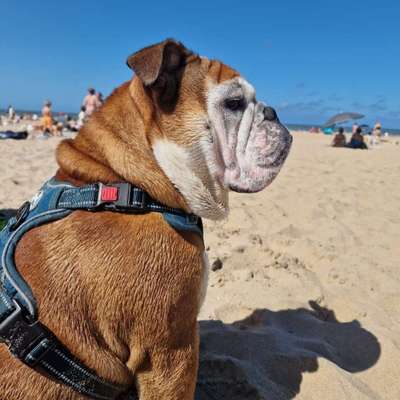 Hundetreffen-Englische Bulldogge freut sich auf lieben Kumpel-Bild