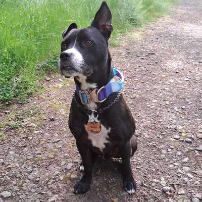 Hundetreffen-Hundekumpel/Kumpeline gesucht-Bild