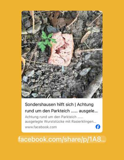 Giftköder-Rasierklingen in Fleisch-Bild