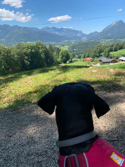 Die Dogorama Wochen Challenge: “Dein Hund im Urlaub”-Beitrag-Bild