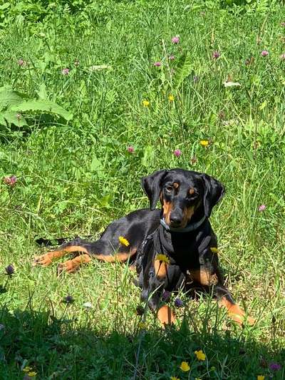 Die Dogorama Kalender Challenge Teil 3/4-Beitrag-Bild