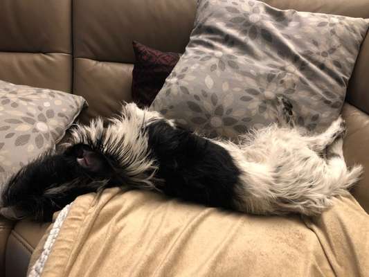 Wo sind die Jack und Parson Russell Terrier?-Beitrag-Bild