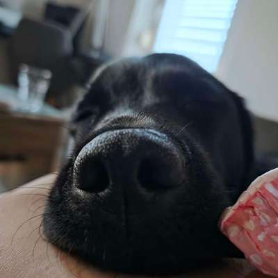 Hundetreffen-Hundetreff Treuchtlingen
