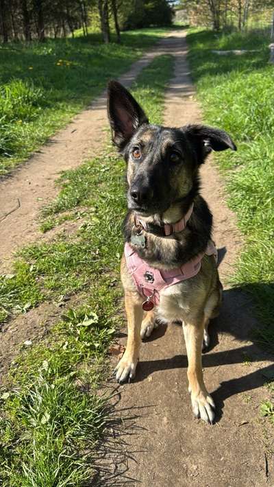 Mischlinge raten - Rätselspaß-Beitrag-Bild