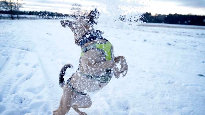 Dogorama Photo Challenge - Winterstimmung-Beitrag-Bild