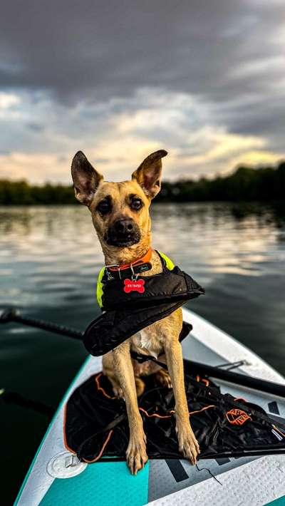 Dogorama Photo Challenge - Sommer Feeling-Beitrag-Bild